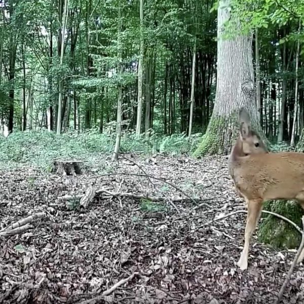 Caméra de Chasse Nocturne Vision 32MP HD 1296P,Détection de Mouvement PIR de 70° Étanche IP66 et Fonction Time Lapse |A252 Sombre Angebot – Bild 2